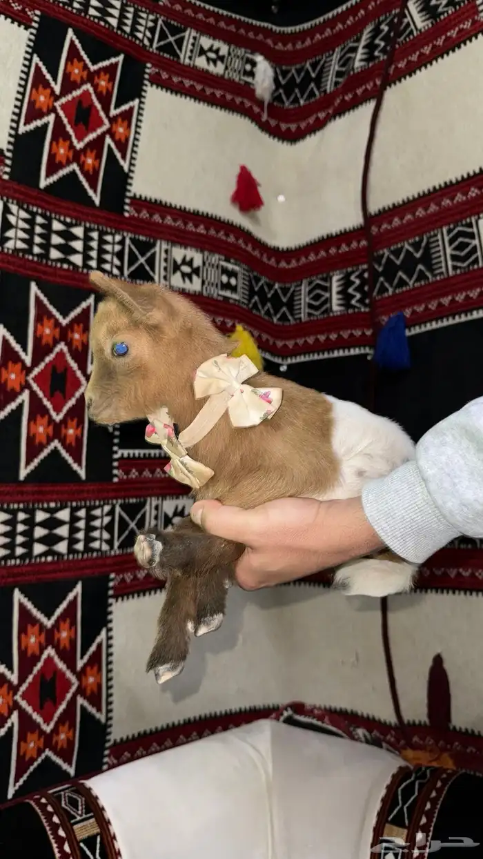 تيوس قزميه تشيكيه 3