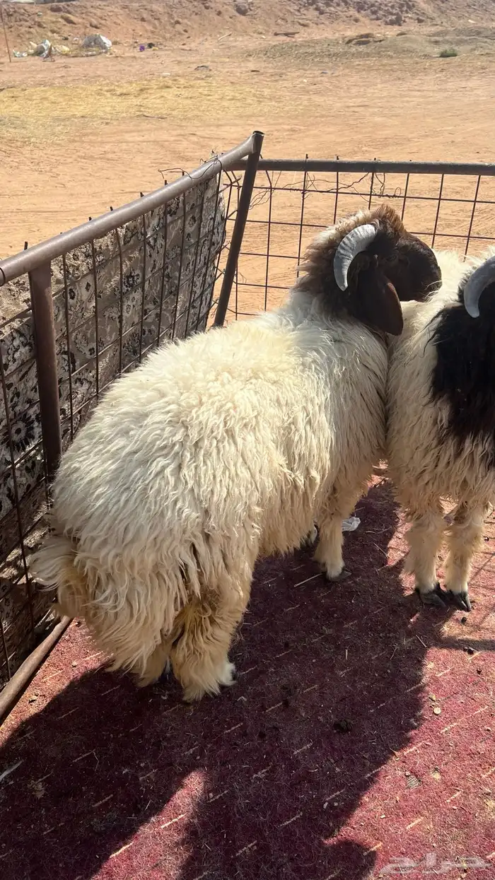 طليان نعيم بلدي فل شحم وطرف 3