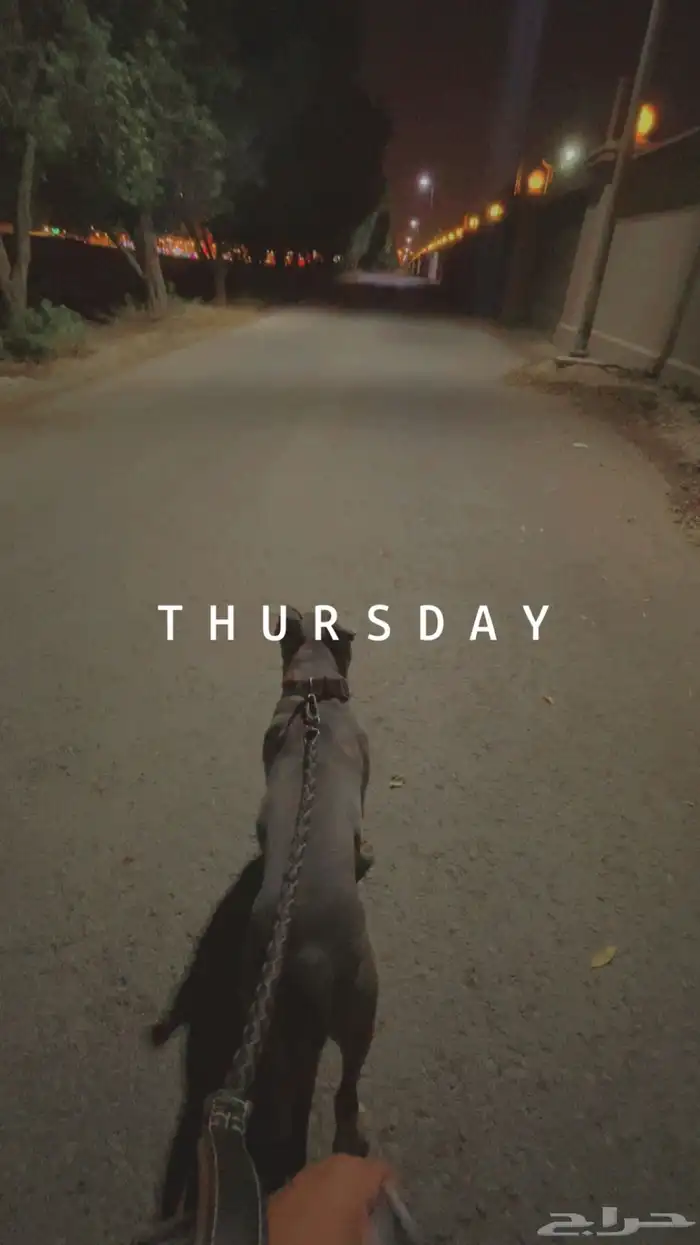 بيتبول ( blue nose ) 2