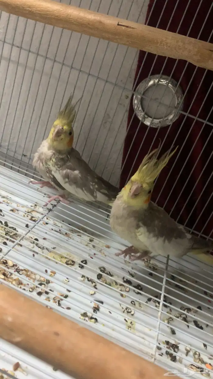 جوز كروان اليف 0