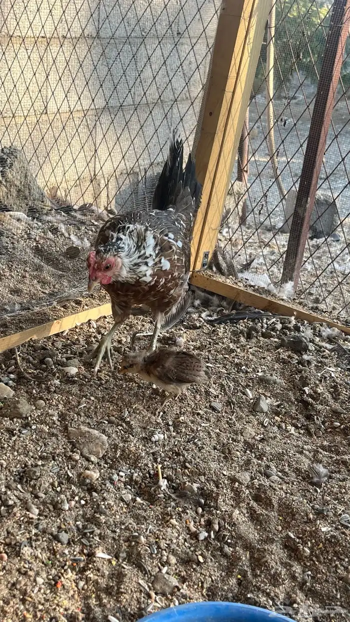 دجاج ماكنتوش 0