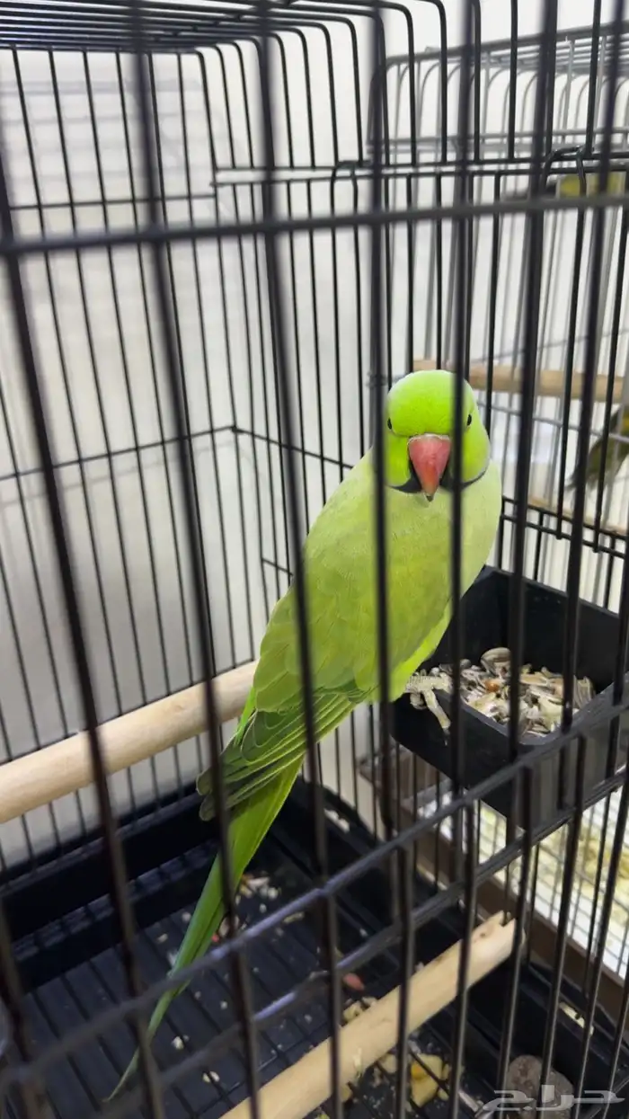 ببغاء دره متكلم اليف العمر سنه 2