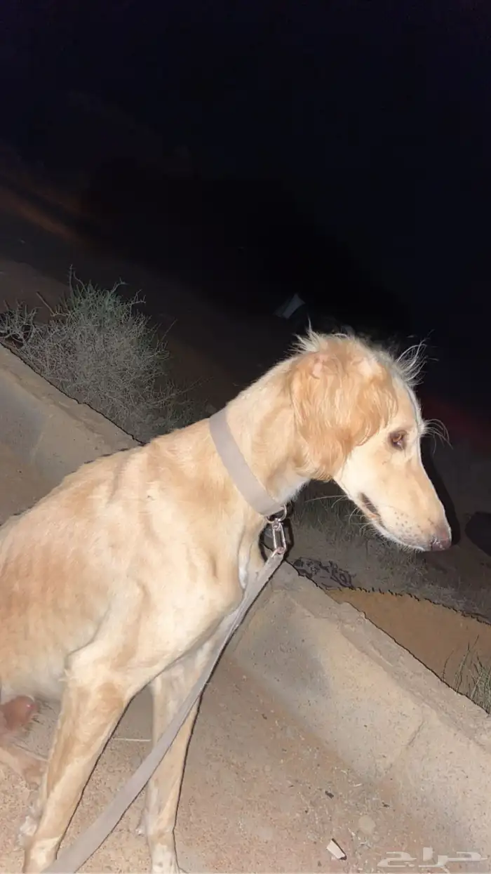 سلوقي ذكر احمر اريش 1