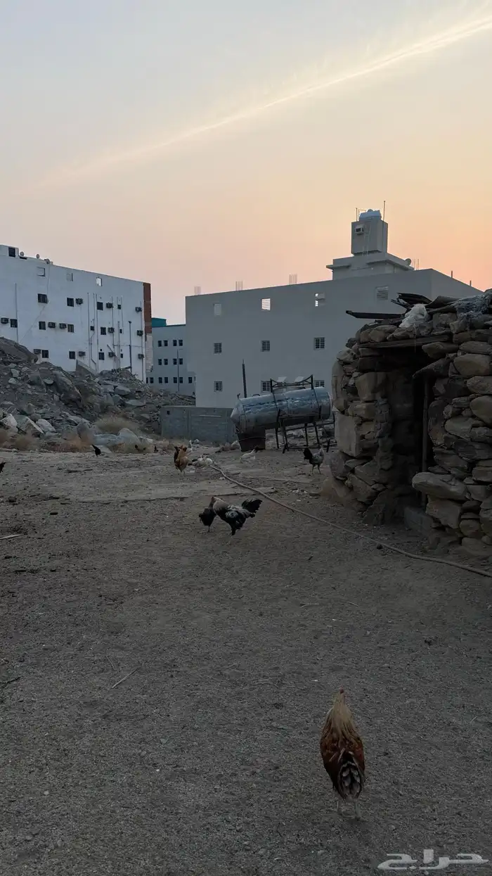 ديوكة بلدي 8