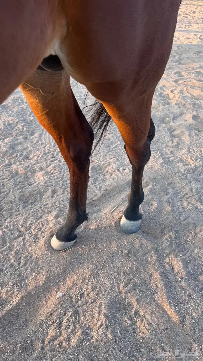 حصان عربي واهو 7