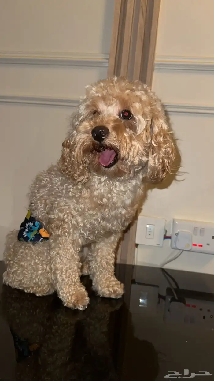 بودل ذكر بعمر سنه وشهرين للبيع 4