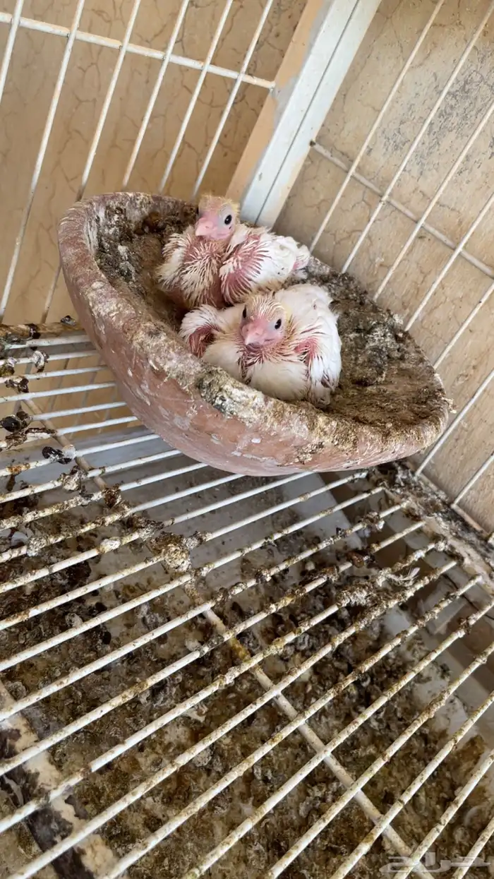 جوز صنعاوي 1