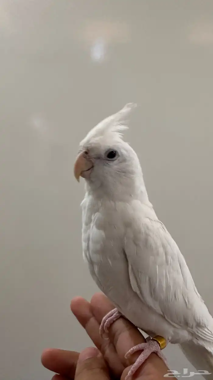 كروان هدد داخلي وبدايات خارجي بينو السوم 350 والبيع قريب 0