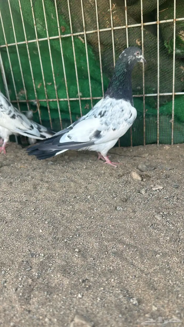 حمام تيدي بيور للبيع 2