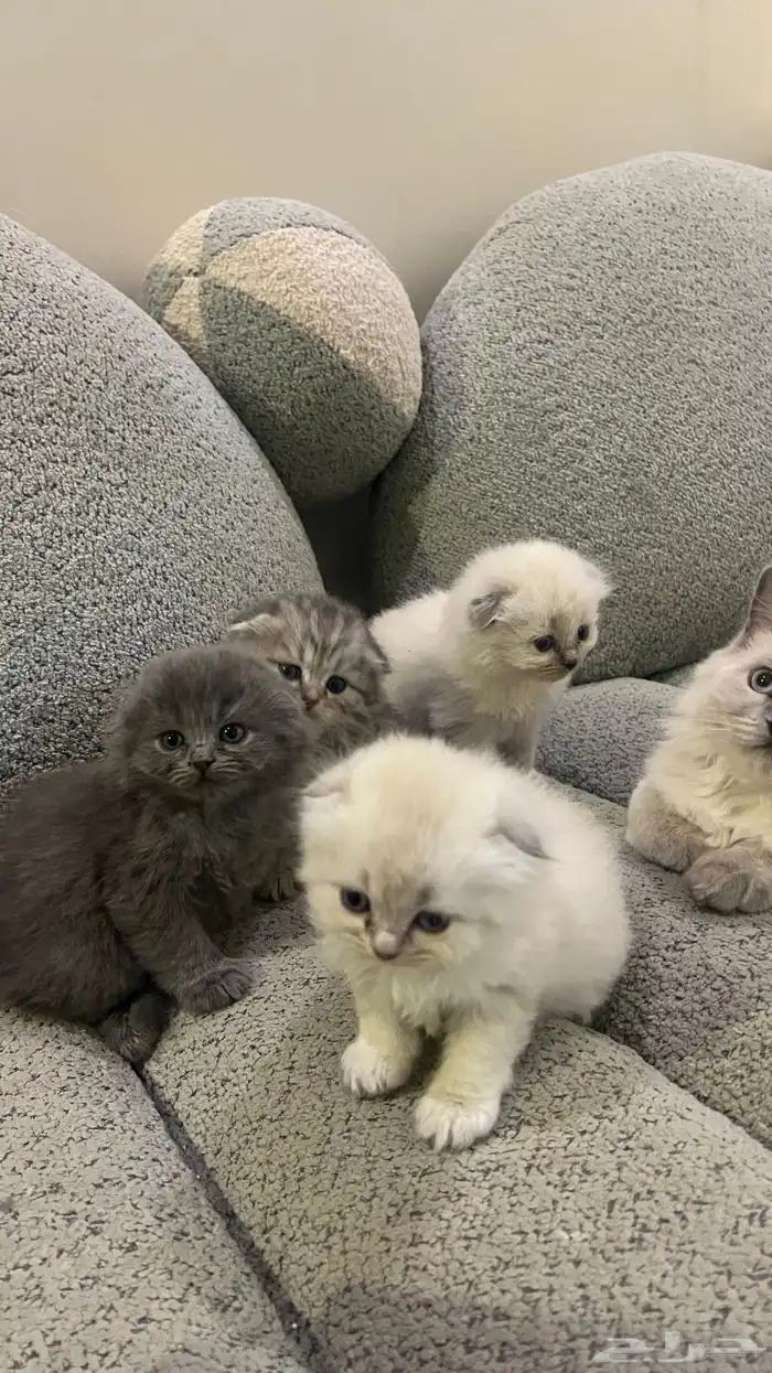 سكوتش هجين شيرازي قطط صغيرة عمرها شهر للبيع 14