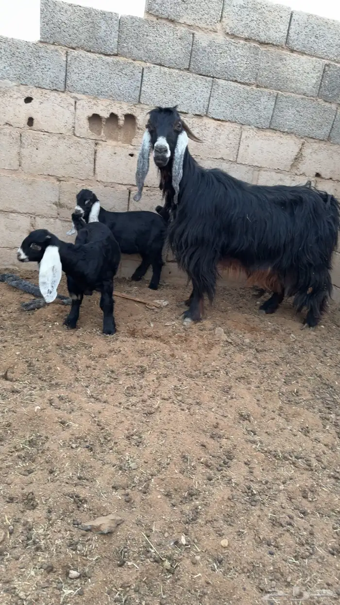 عنز متبع بتيسين 2