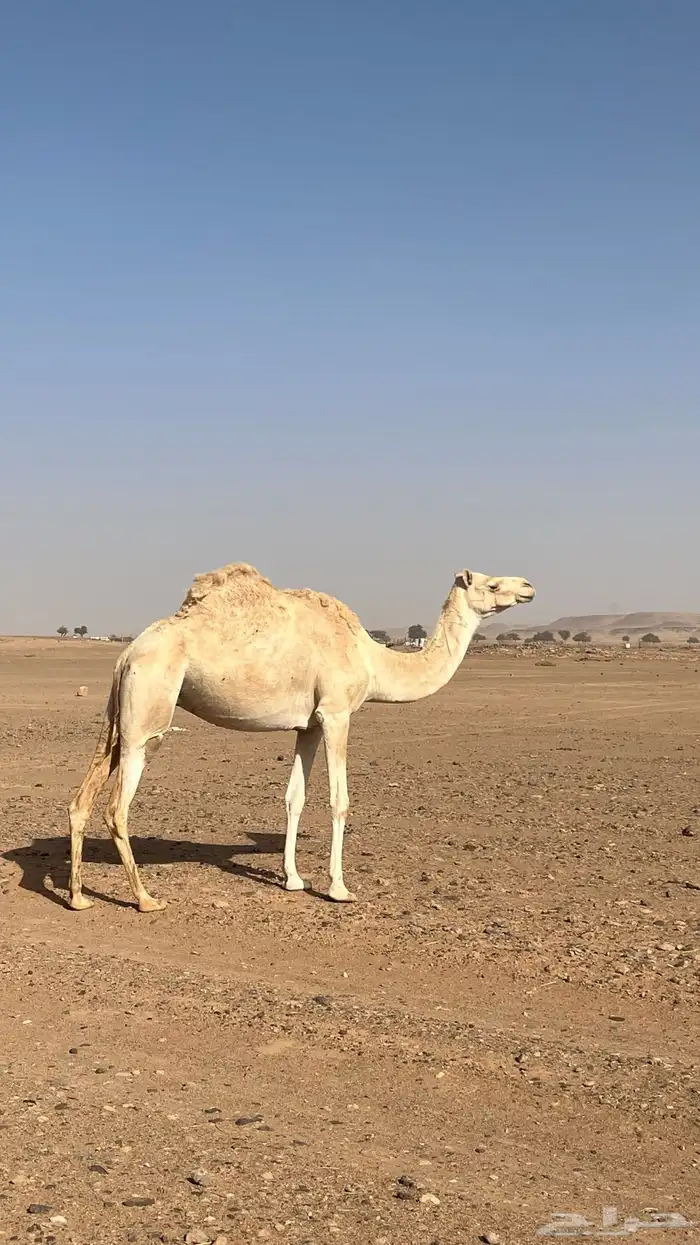 نياق للبيع 2