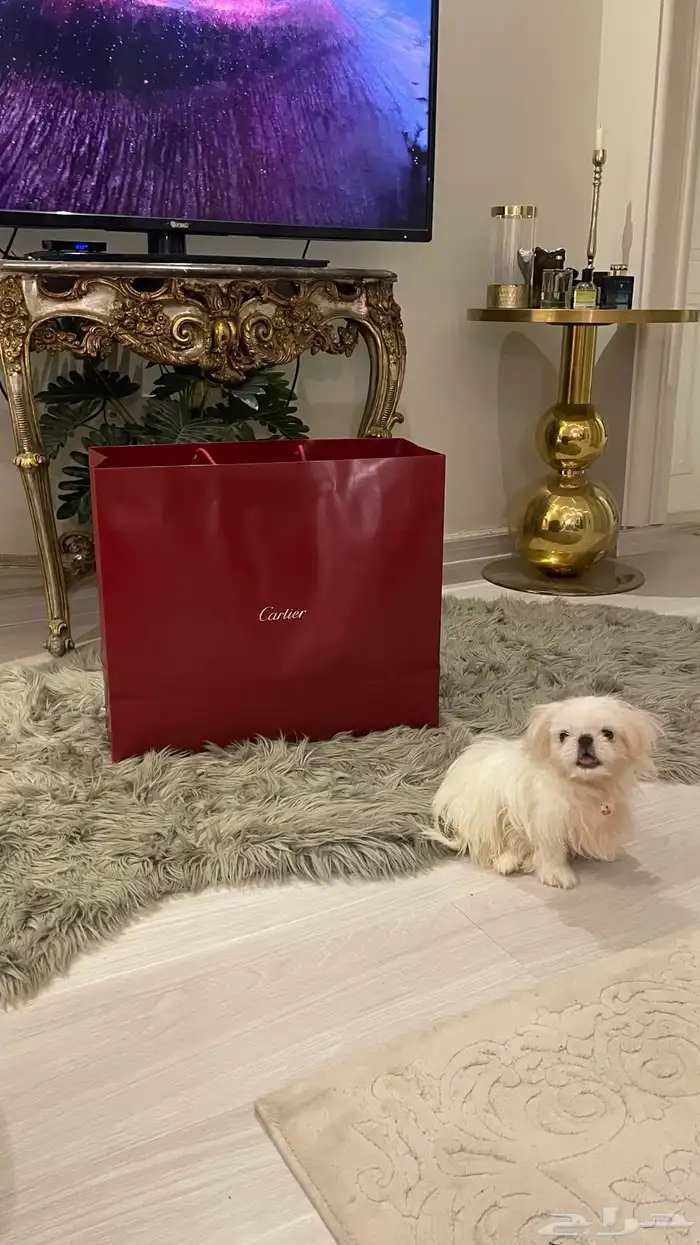 كلب بكينيز نادر 1