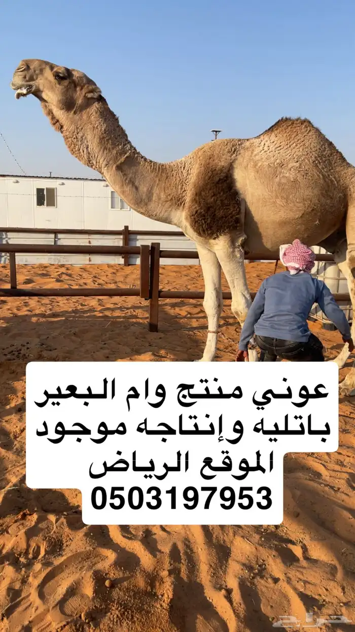 عوني منتج وأم البعير باتليه 4