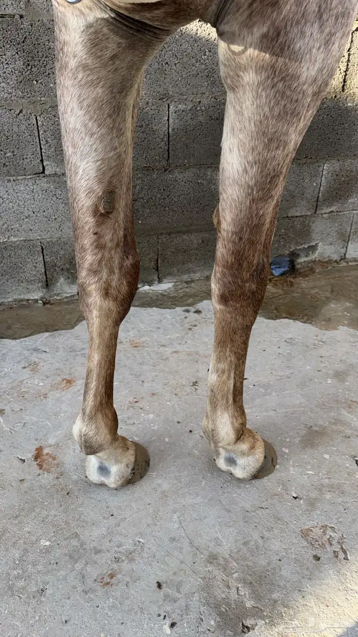 حصان صرعة عربي اصيل ابن مستند الخالدية 16