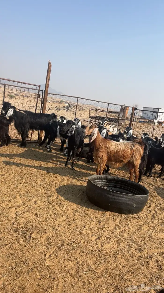 معزى مقاني طيبه 1