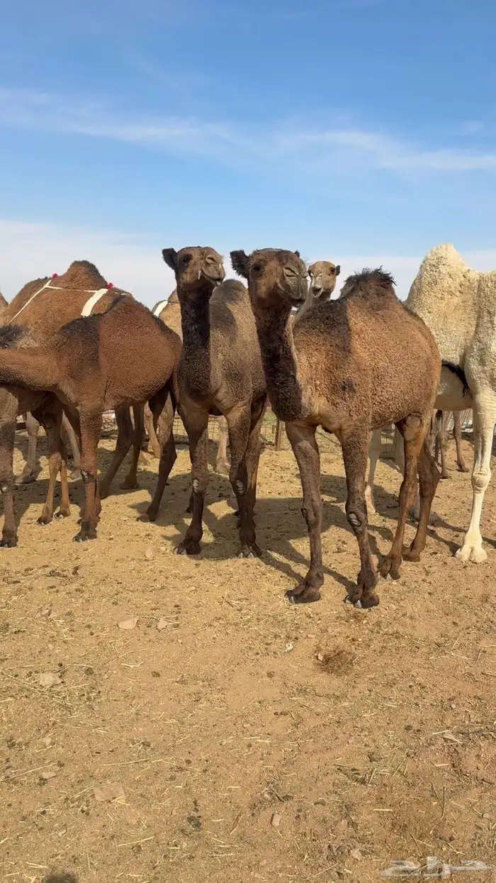 ذود صفر العدد 21 11