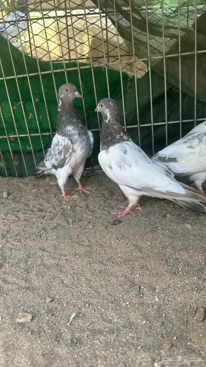 حمام تيدي بيور للبيع 10