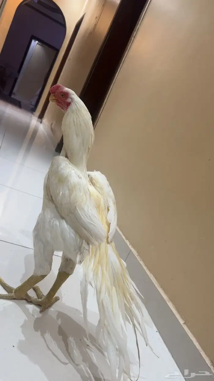 جوز اذناب الهند نوادر فاخر جدا ماشاءالله تبارك الرحمن 3