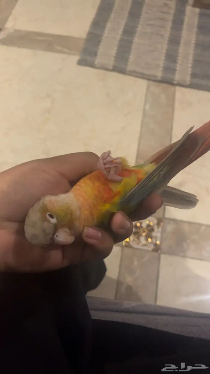 كنيور أناناس 2