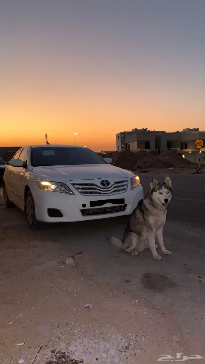 كلب هاسكي عمره 10 شهور اليف 1