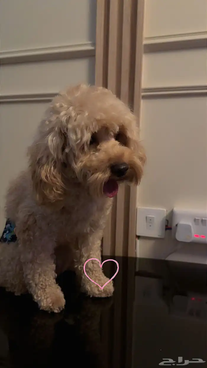 بودل ذكر بعمر سنه وشهرين للبيع 5