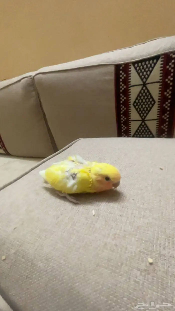 فروخ روز واسعار مميزه 6