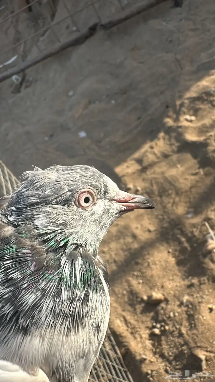 حمام تيدي بيور للبيع 1