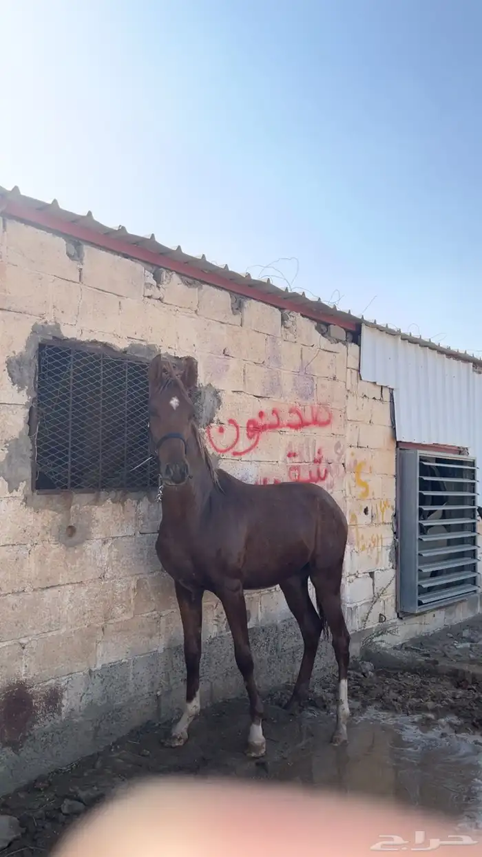 مهر شعبي فاخر 0