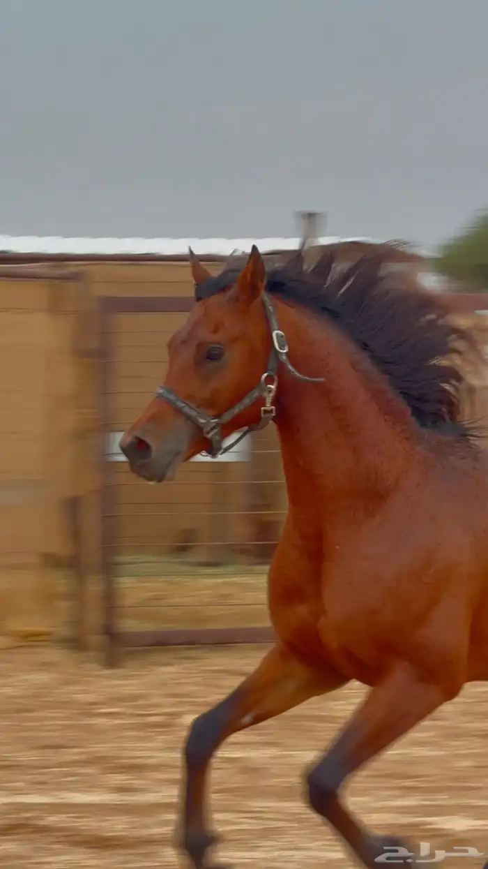 حصان عربي واهو 4