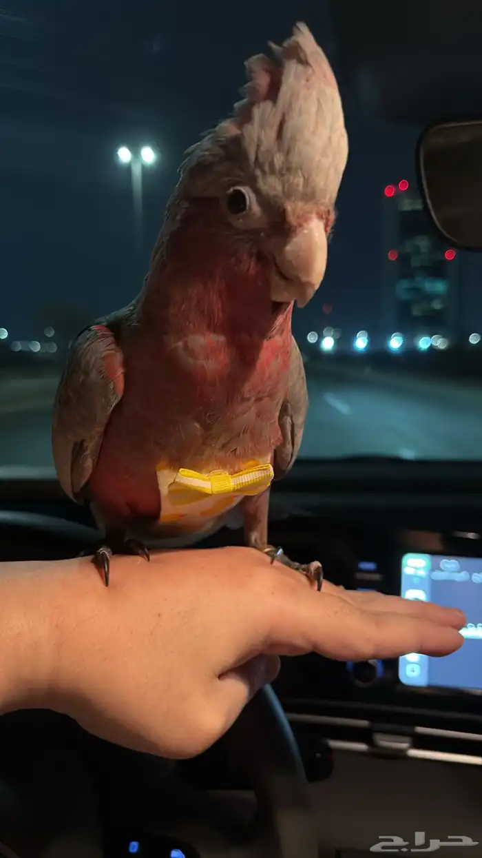 مفقود ببغاء كوكاتو قالا 0