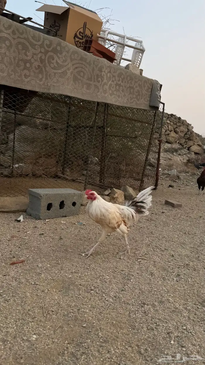 ديوكة بلدي 12