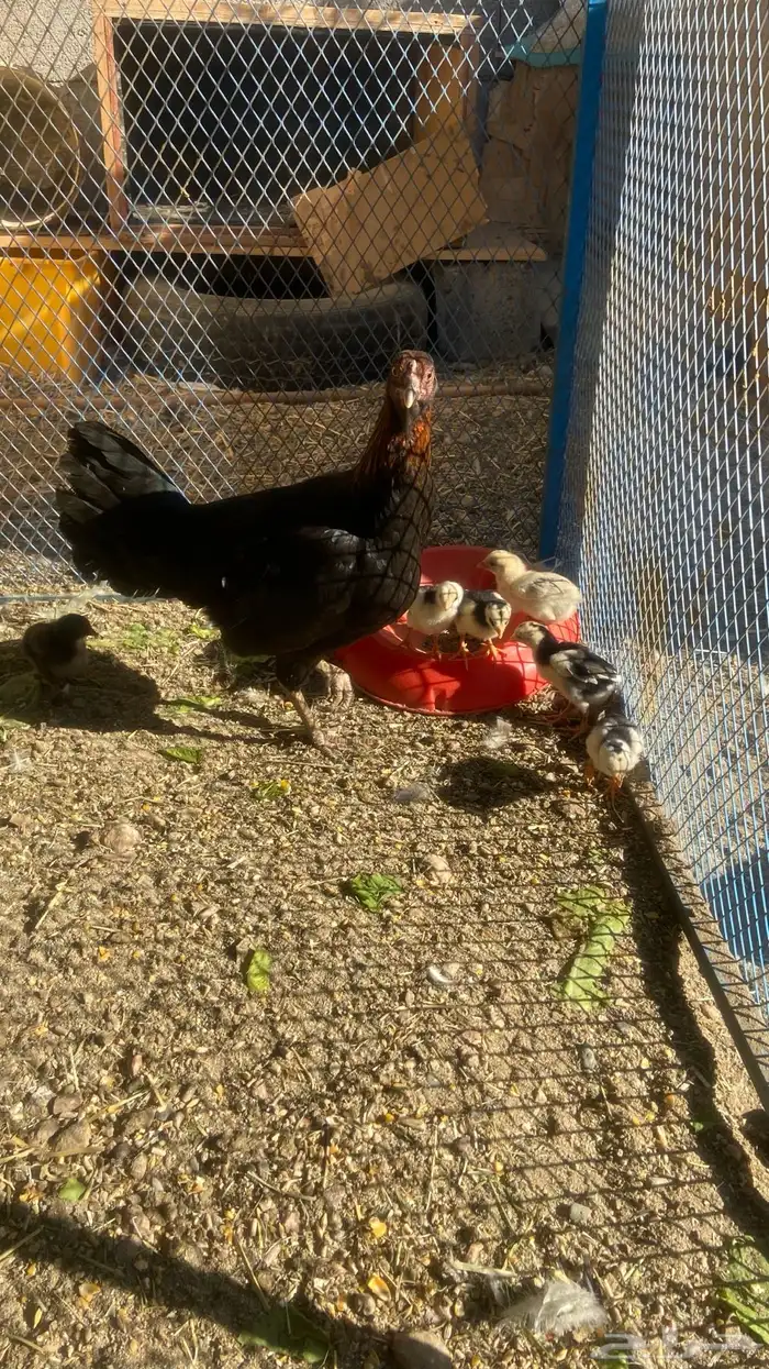 امهات فروخ وحده معها 8 وثانيه معها 4 وباقي بيض مافقس 5