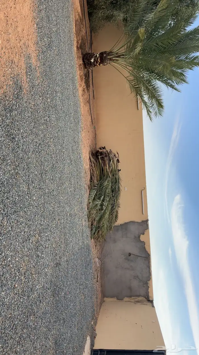 سعف نخل للبيع الموقع بالقاعد 0