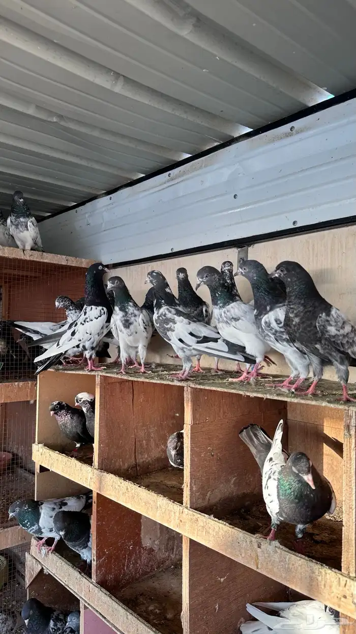 حمام باكستاني 8