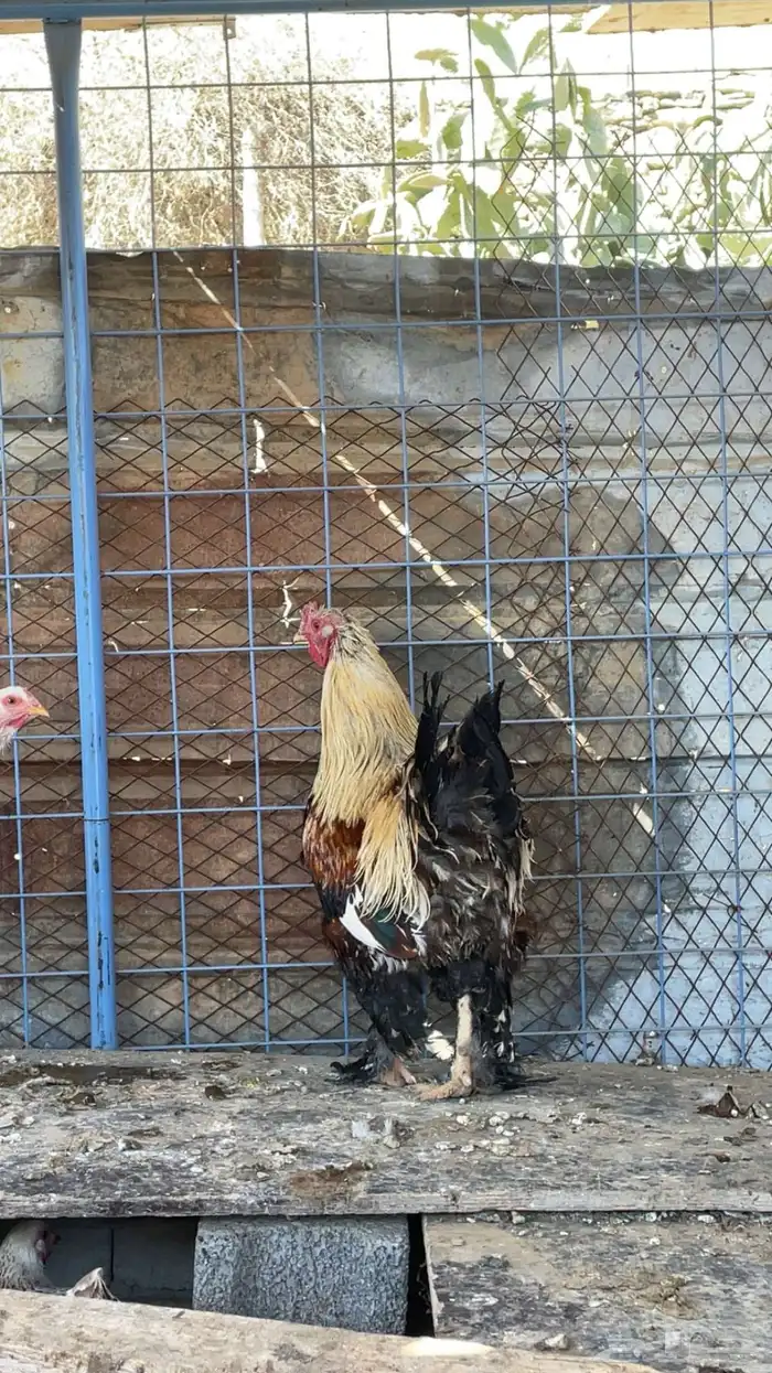 دجاج براهم 4