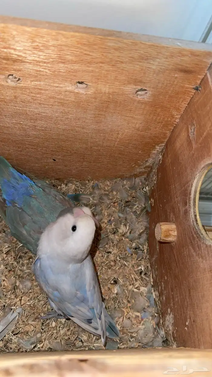 روز منتج ثاني بطن عندي وعندي صور ل 2