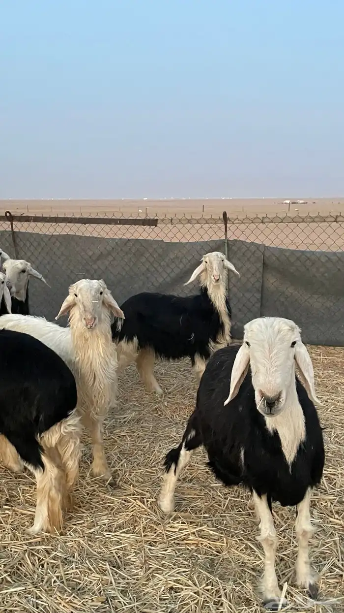 خروف ورخل نجديات صنف 3