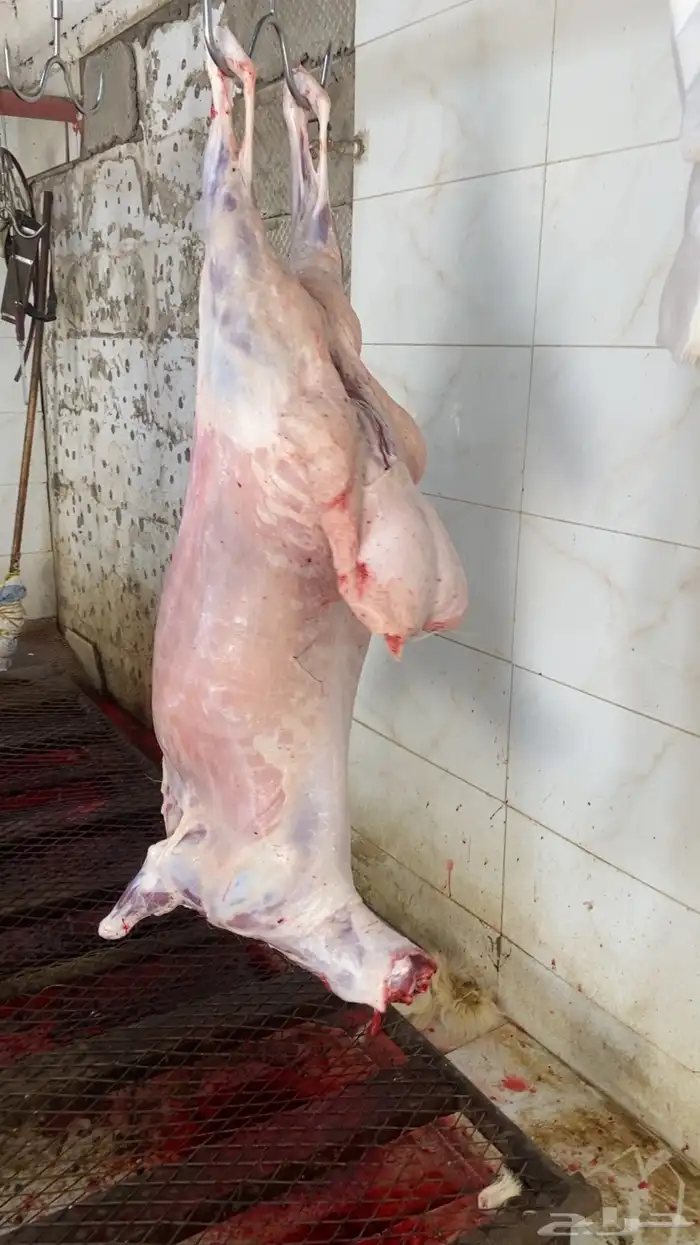 طليان حريه ذبايح فاخره 0