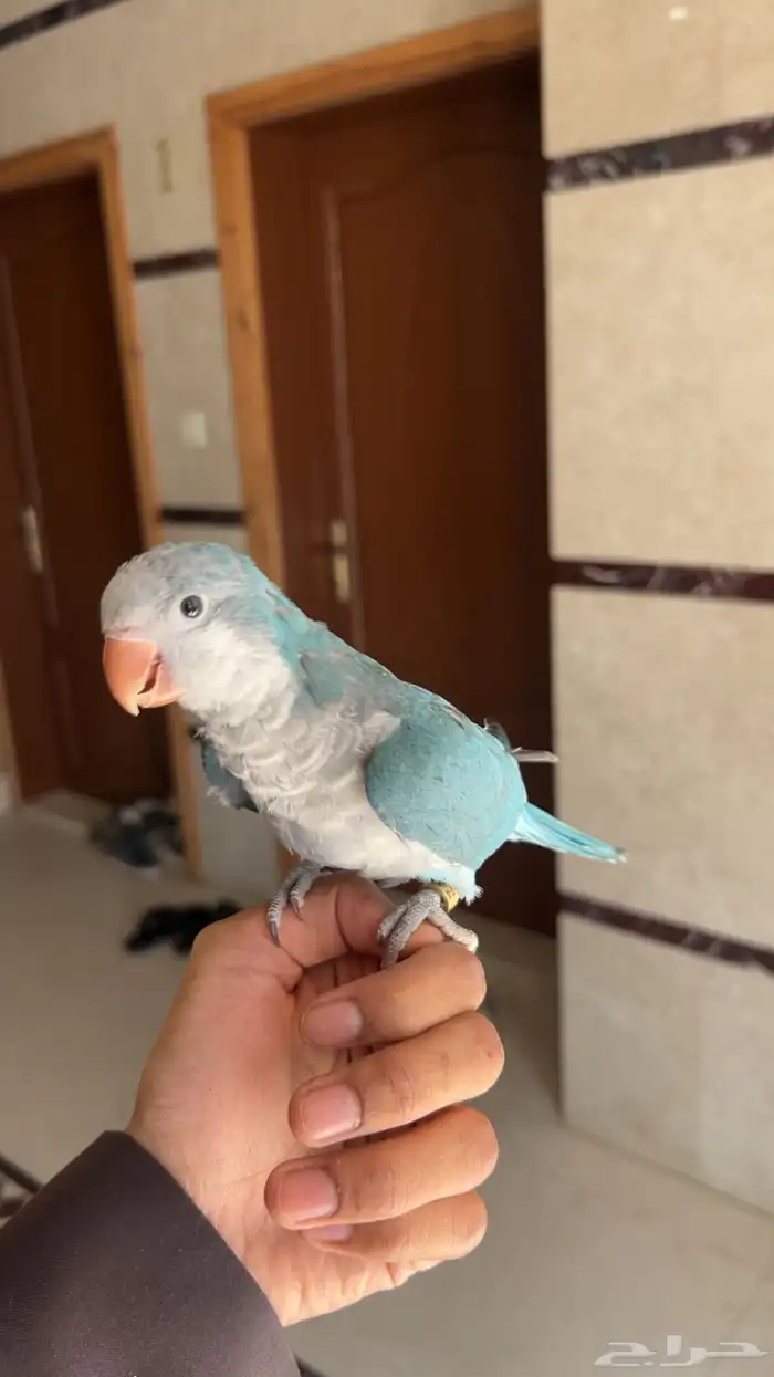 ببغاء كويكر اليف وهدد ومتكلم 2