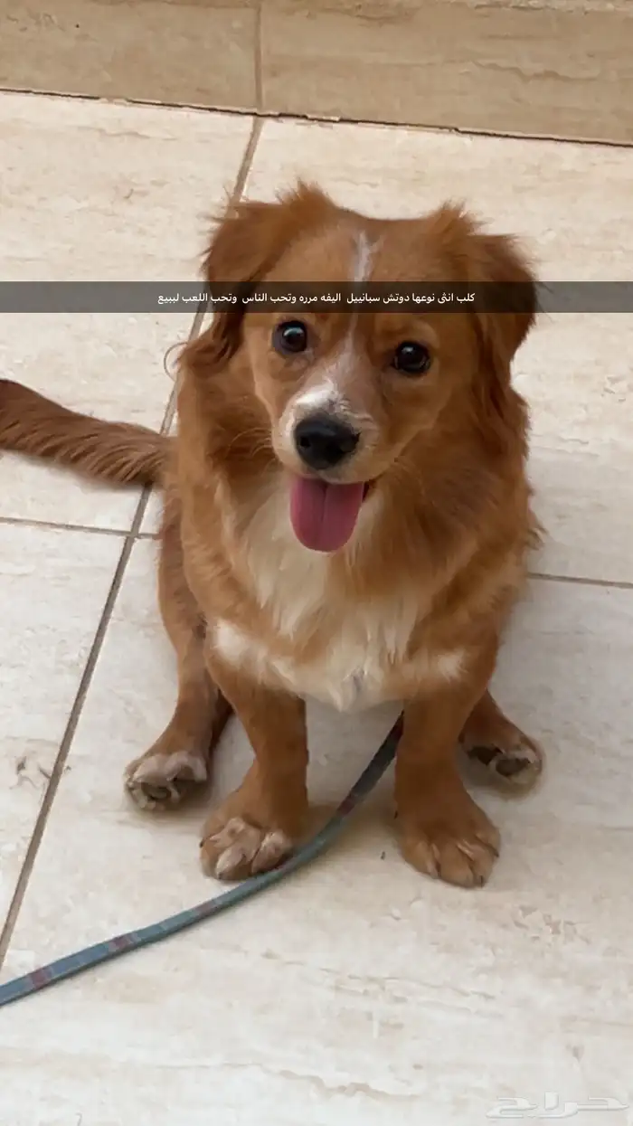 كلب دوتش سبانييل للبيع 0