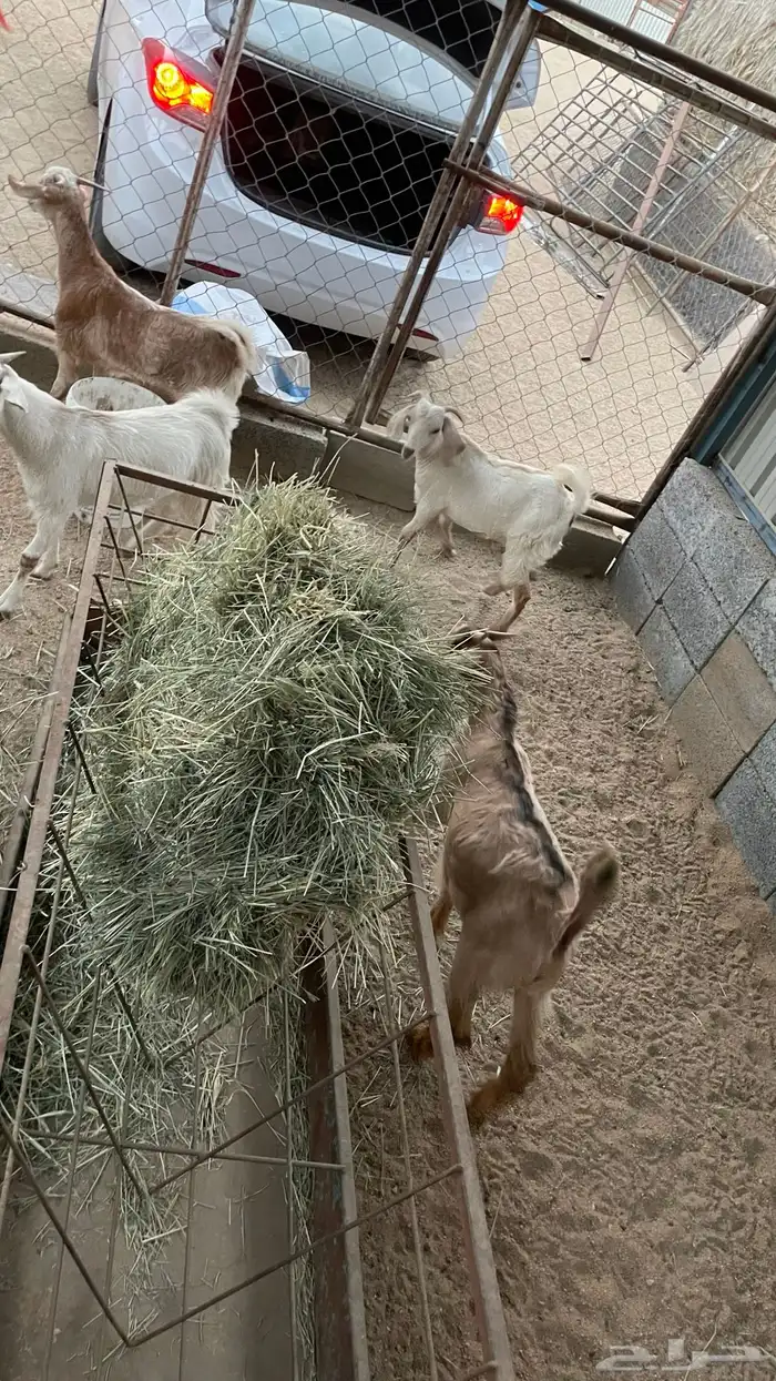 عناق وتيوس 2