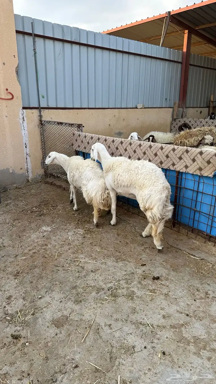 حريات حرش صنف و جذعه نجديه معها رخل 2