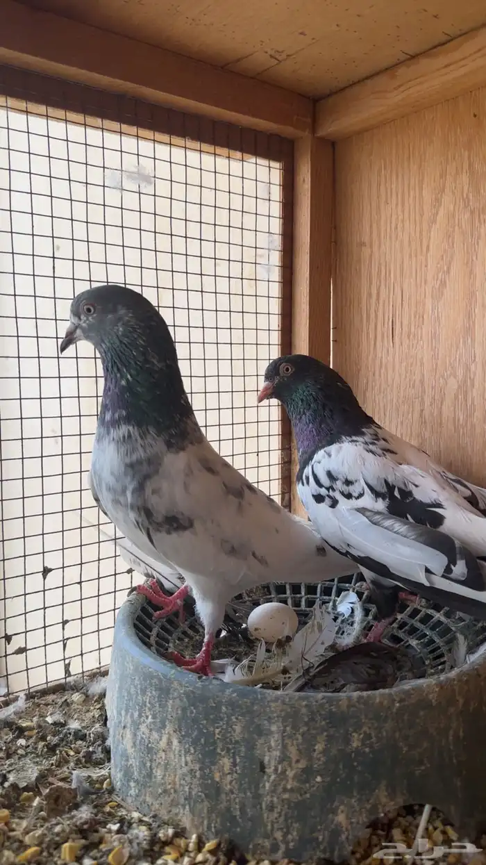 حمام باكستاني 7