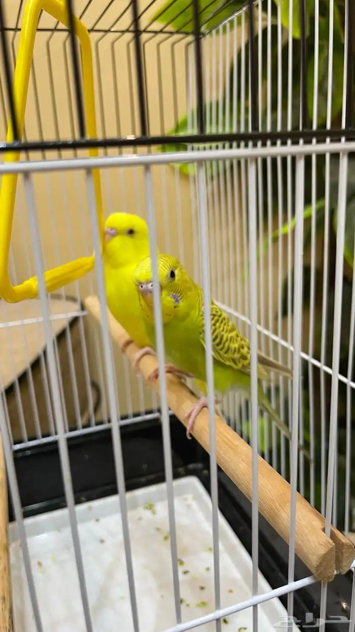 زوج بادجي 11