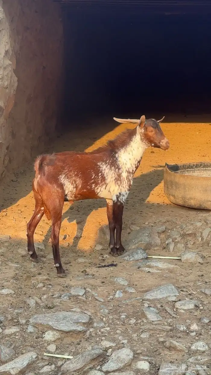 تيس فحل اوشح 2