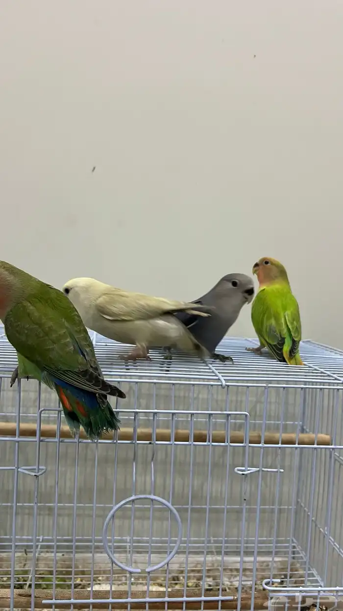 طيور روز اليفه جمله من 150 تفريد200 0