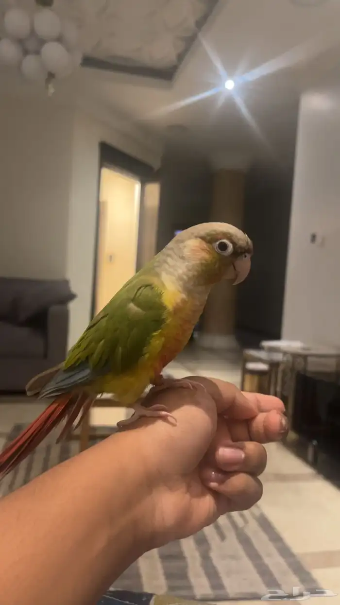 كنيور أناناس 0