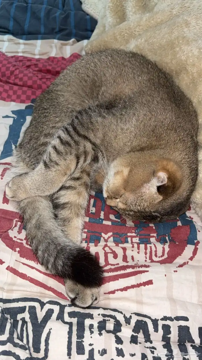 ذكر سكوتش فولد العمر تقريبا 8 شهور او تسع اليف جدا للبيع 1