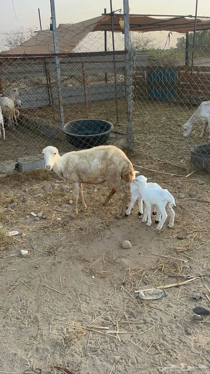 نعجه منتوج متاومه 1